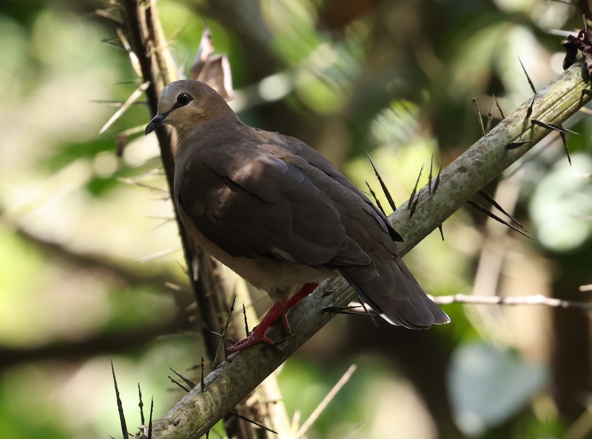 Gray-fronted Dove - ML403056811