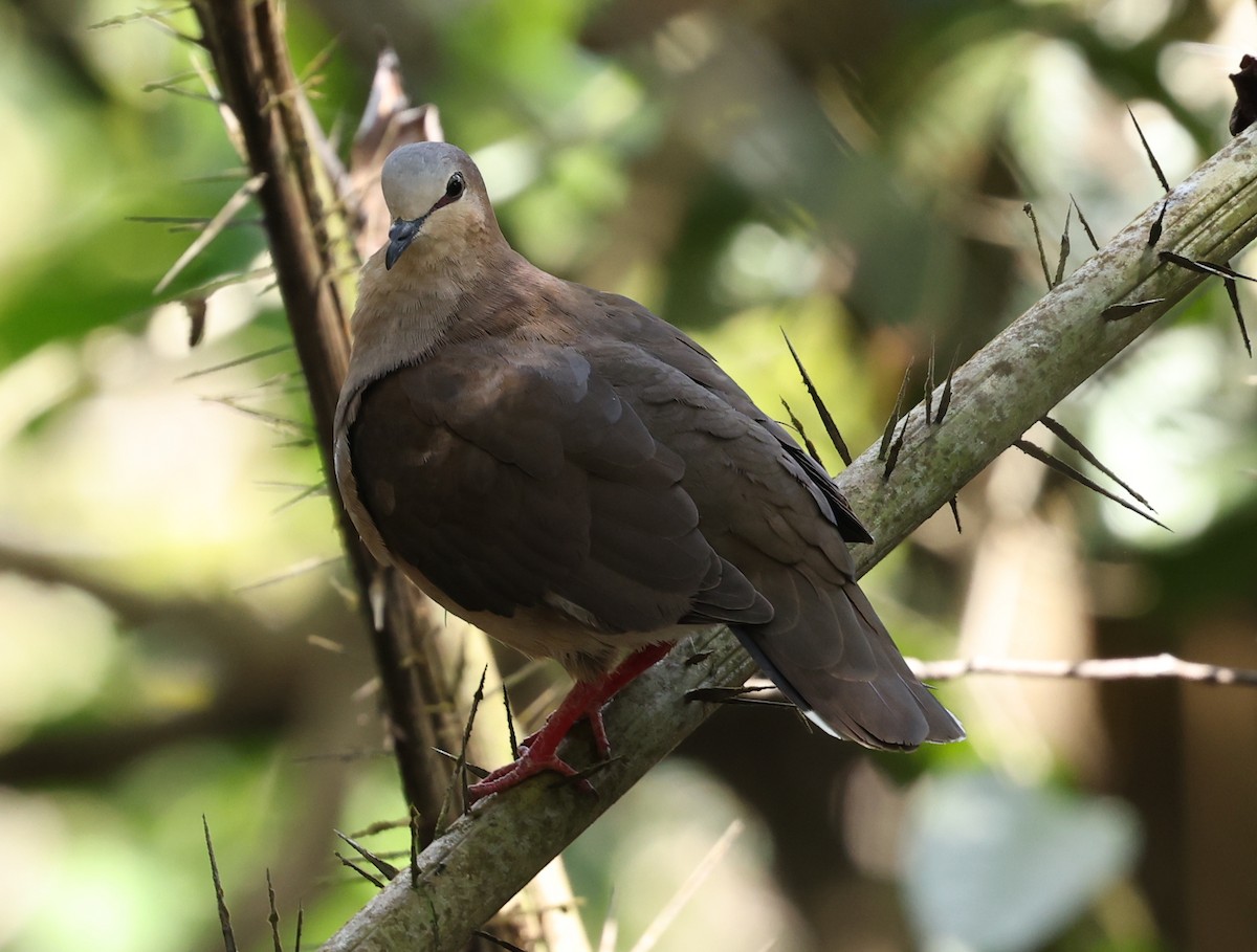 Gray-fronted Dove - ML403056821