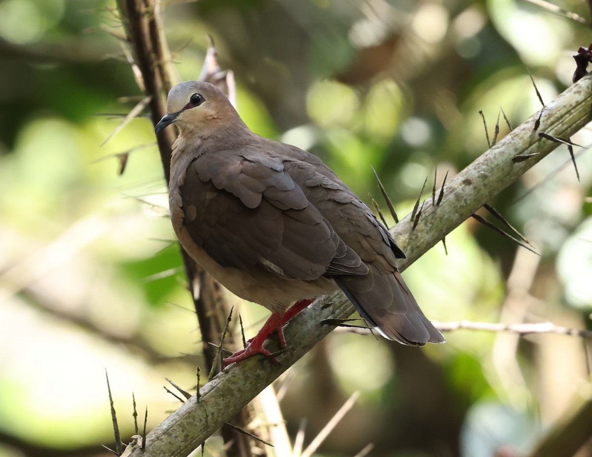 Gray-fronted Dove - ML403056831