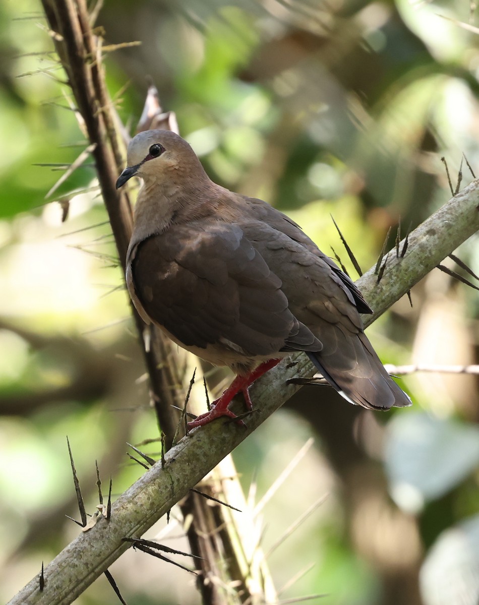 Gray-fronted Dove - ML403056841