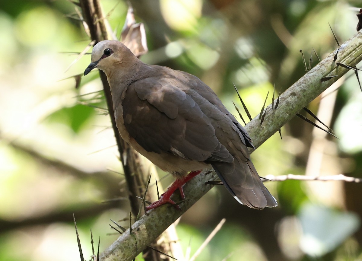 Gray-fronted Dove - ML403056851