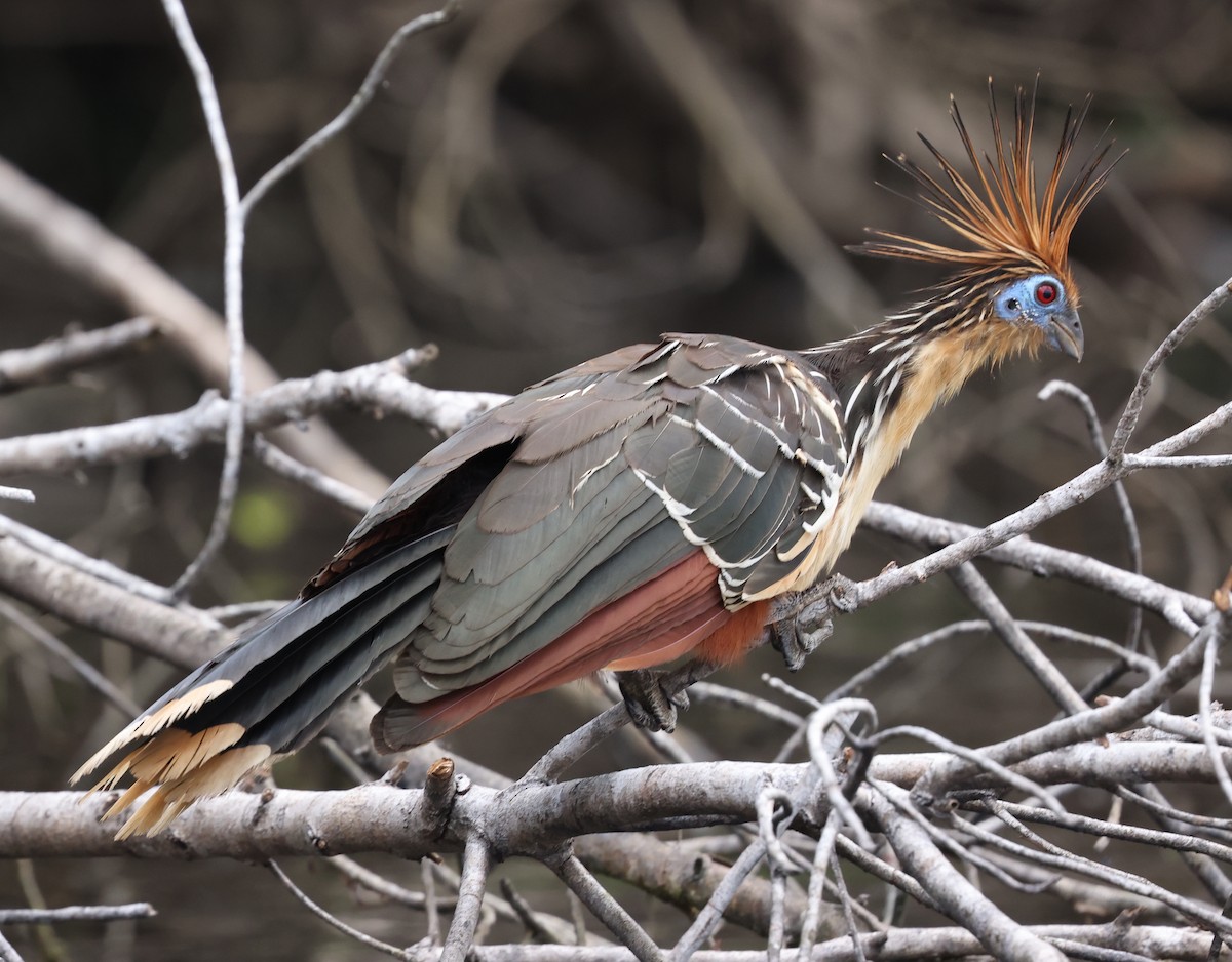 Hoatzin - ML403056991