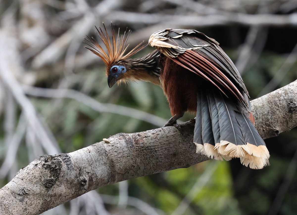 Hoatzin - ML403057081