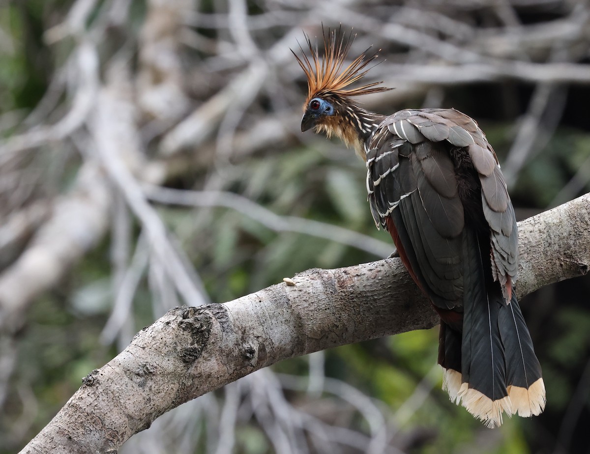 Hoatzin - ML403057141