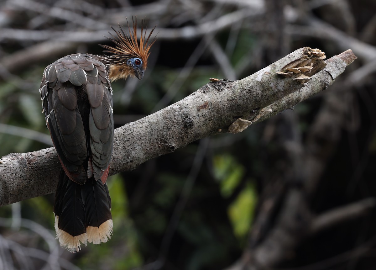 Hoatzin - ML403057151