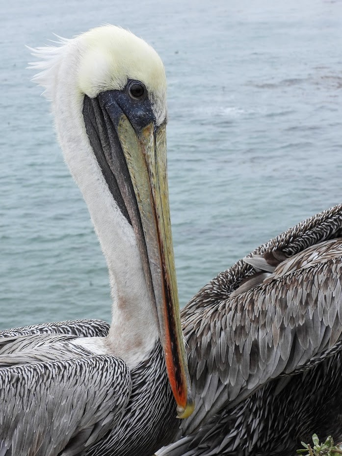 Brown Pelican - Long-eared Owl