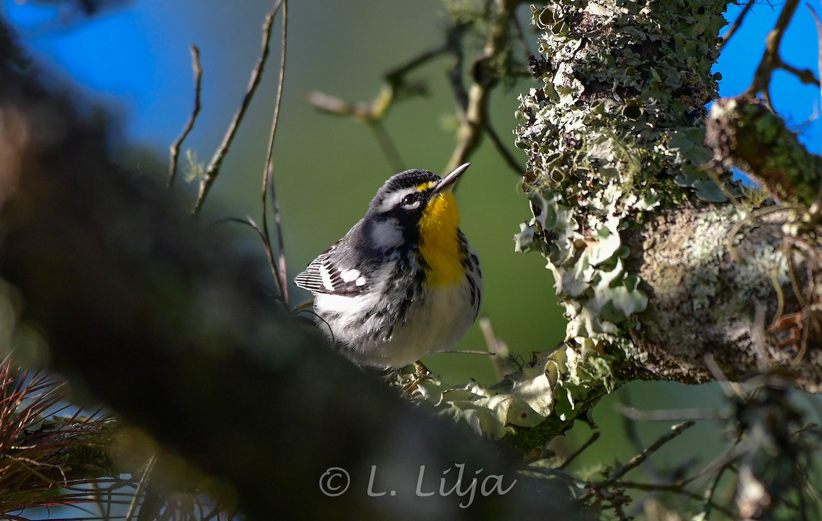 Yellow-throated Warbler - ML403057471