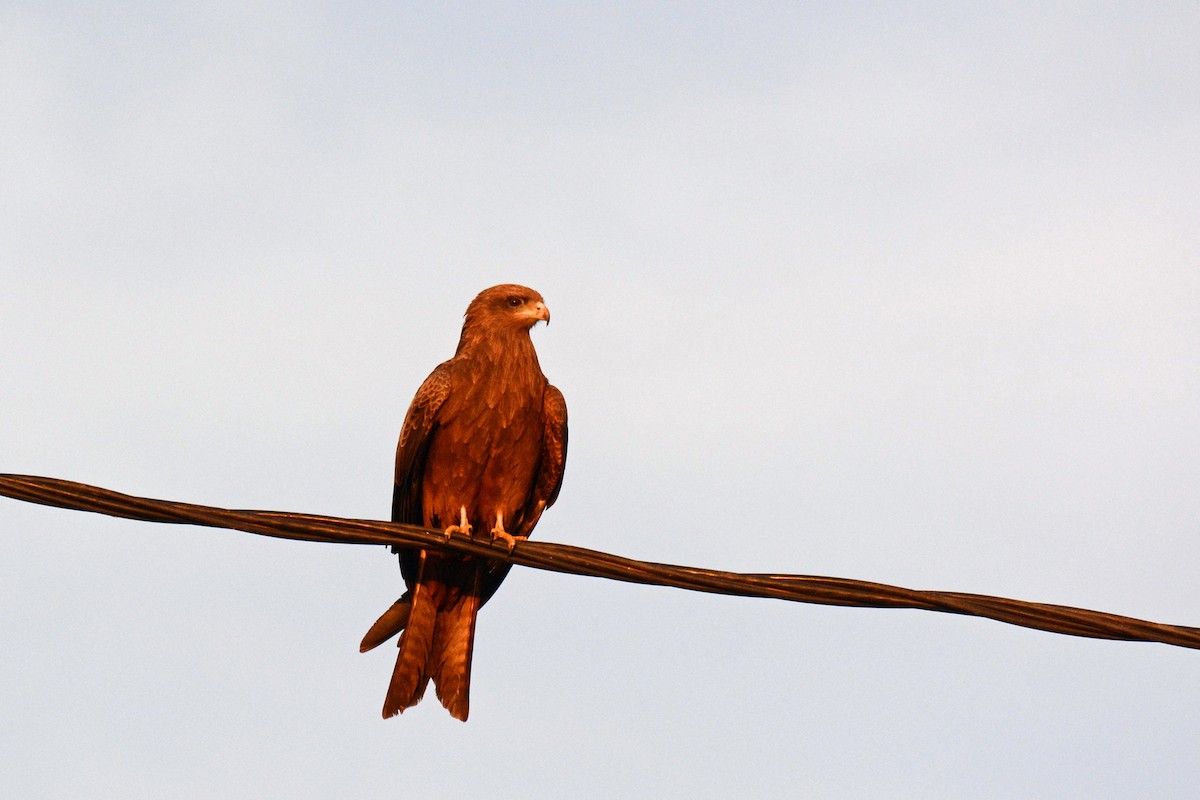 Black Kite (Yellow-billed) - ML403057681