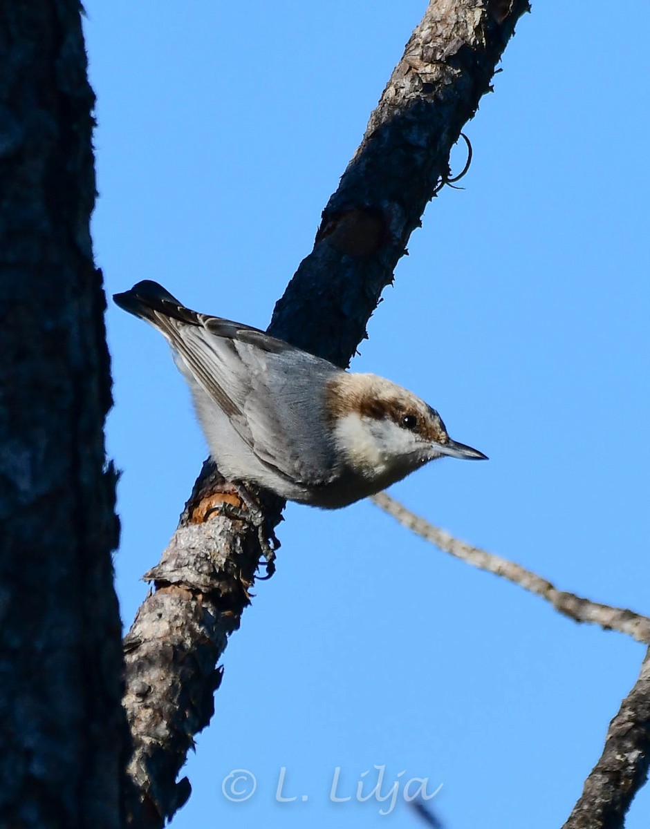 Brown-headed Nuthatch - ML403057691