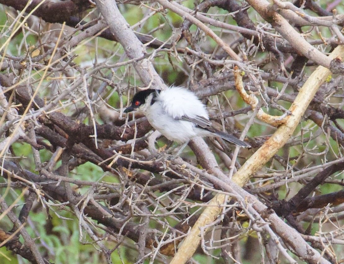 Black-backed Puffback - Gary Brunvoll