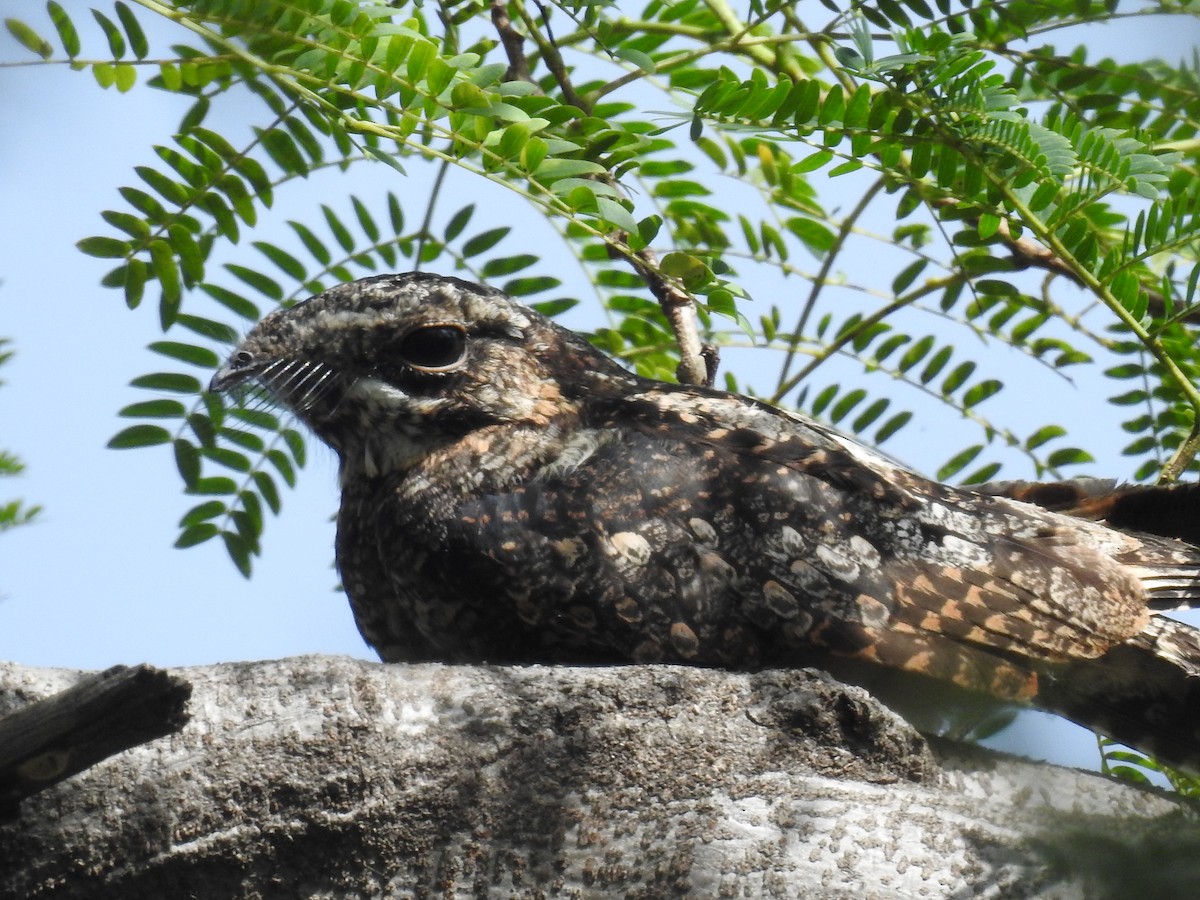 Jungle Nightjar - ML403060841