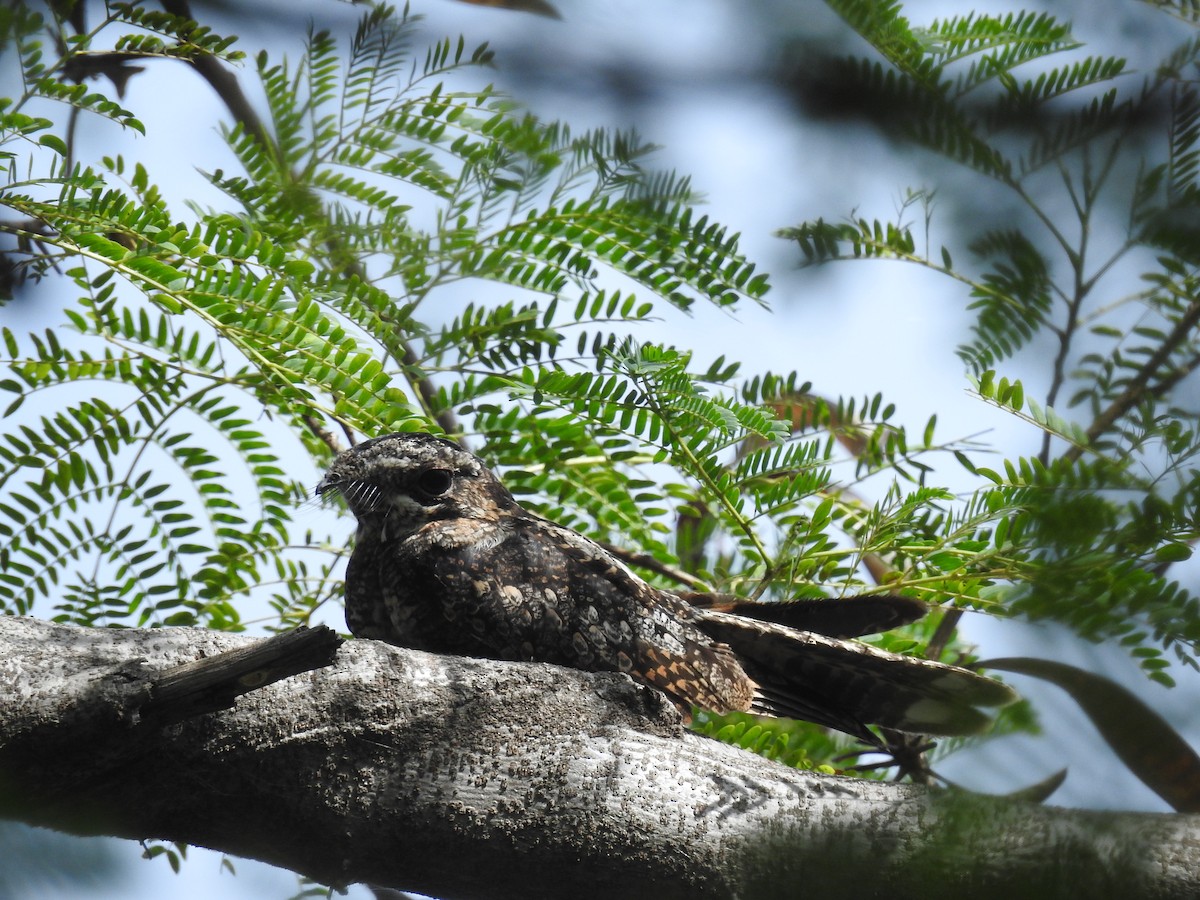 Jungle Nightjar - ML403060851