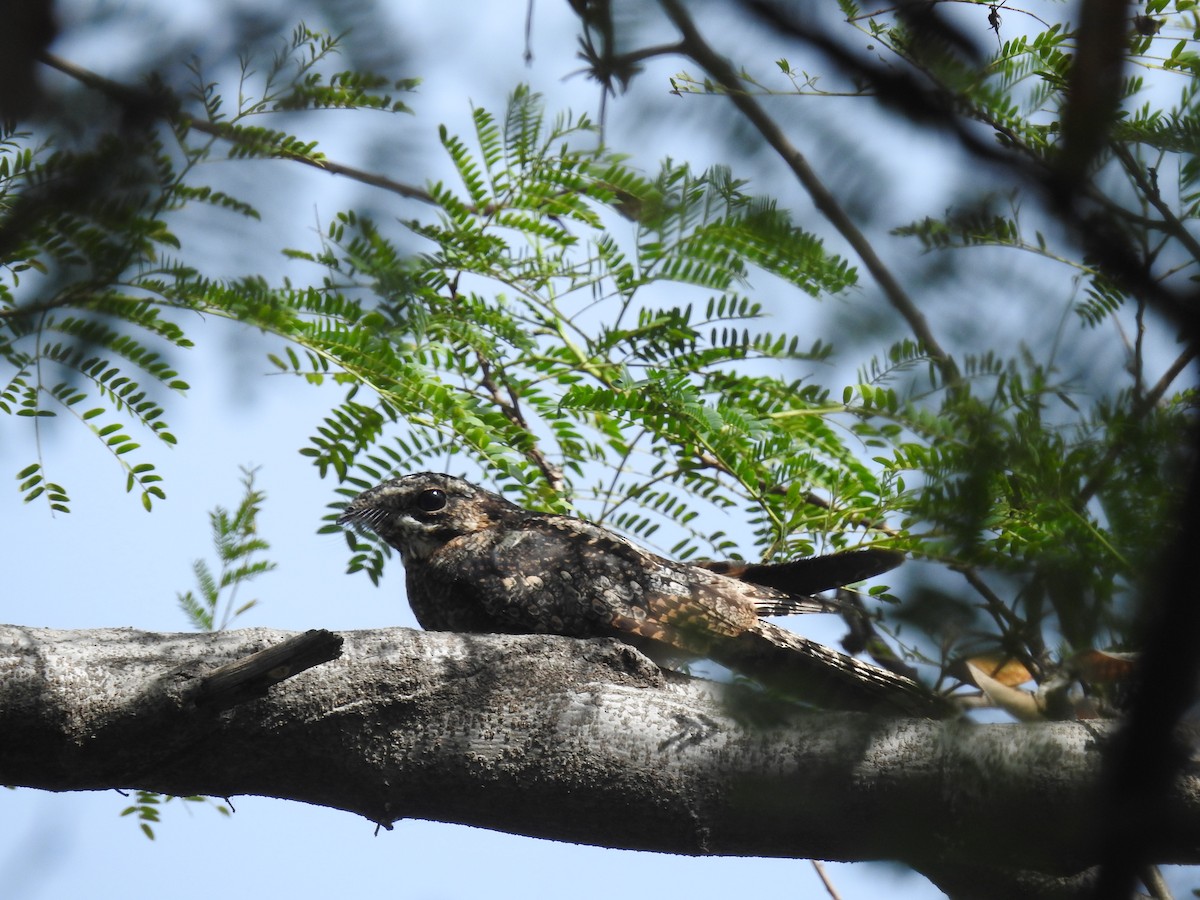 Jungle Nightjar - ML403060861