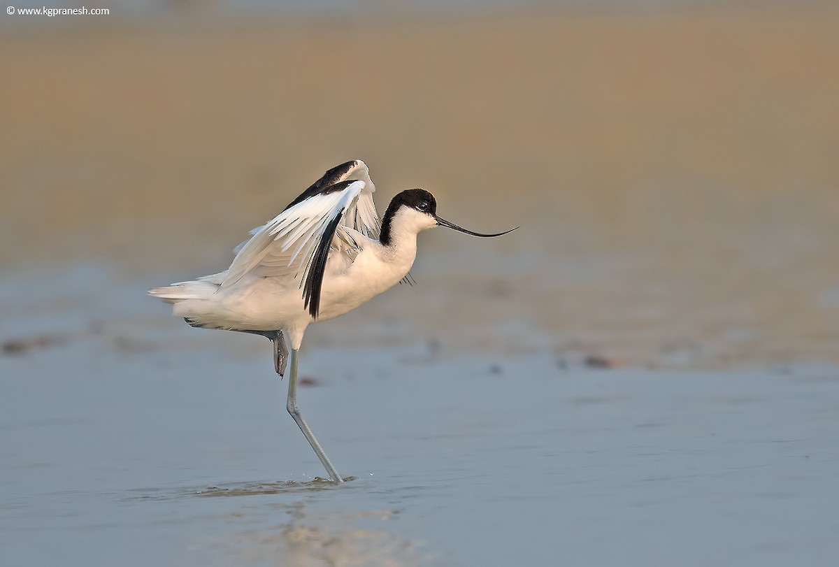 Pied Avocet - ML40306161