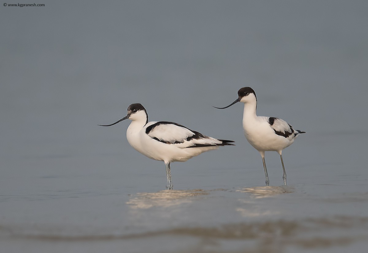 Pied Avocet - ML40306171