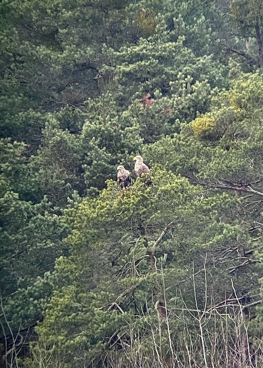 White-tailed Eagle - ML403062511