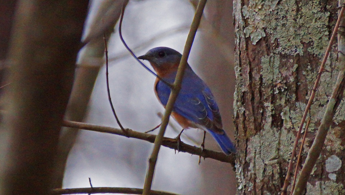 Eastern Bluebird - ML403063521