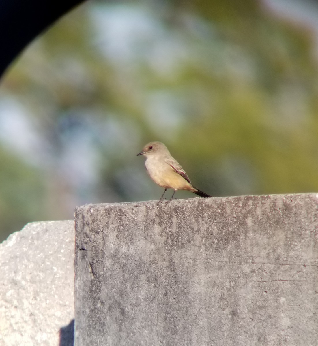 Say's Phoebe - ML403064091