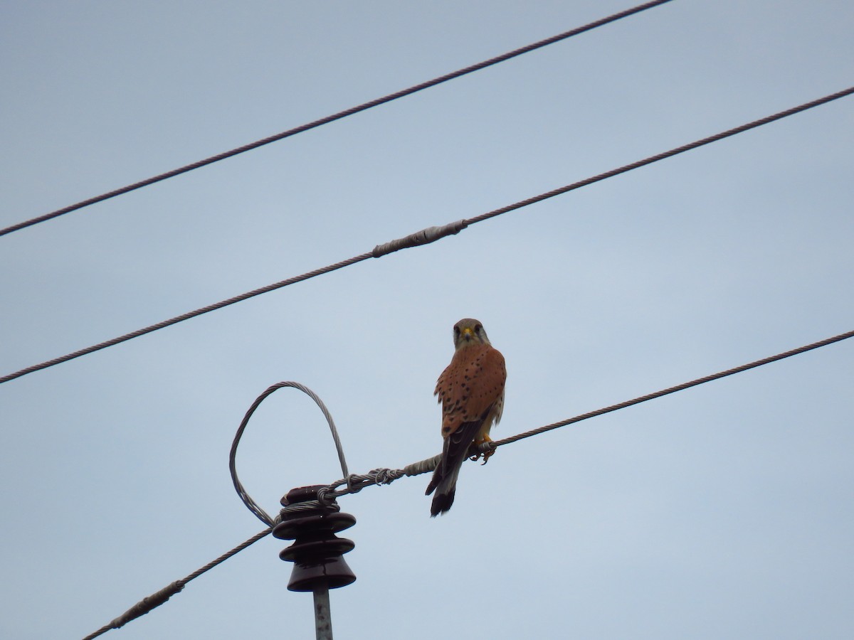 Eurasian Kestrel - ML40306541