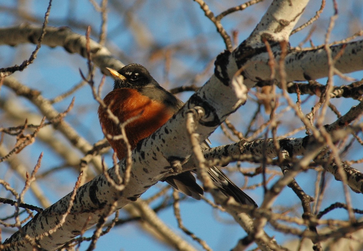 American Robin - ML40306691