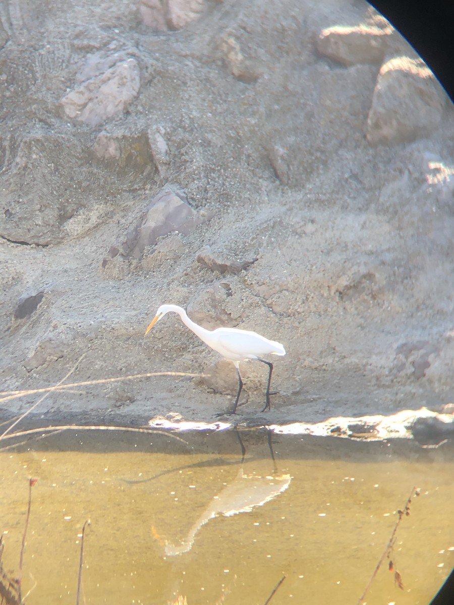 Great Egret - ML403070051