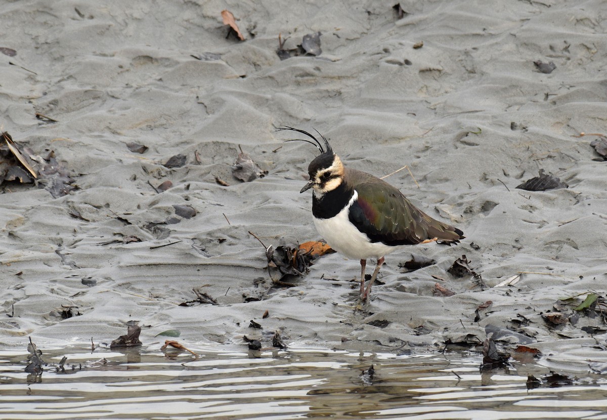 Northern Lapwing - Ryan O'Donnell