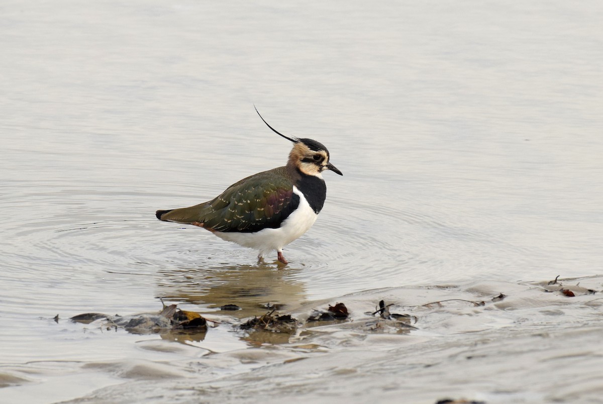 Northern Lapwing - Ryan O'Donnell