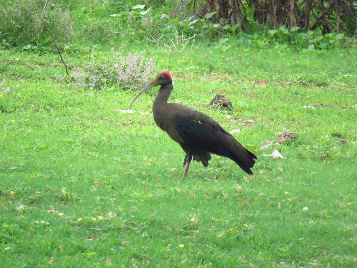 Red-naped Ibis - ML40307181