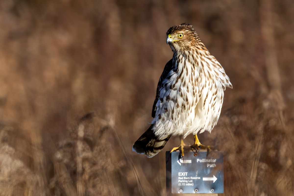 Cooper's Hawk - ML403072011