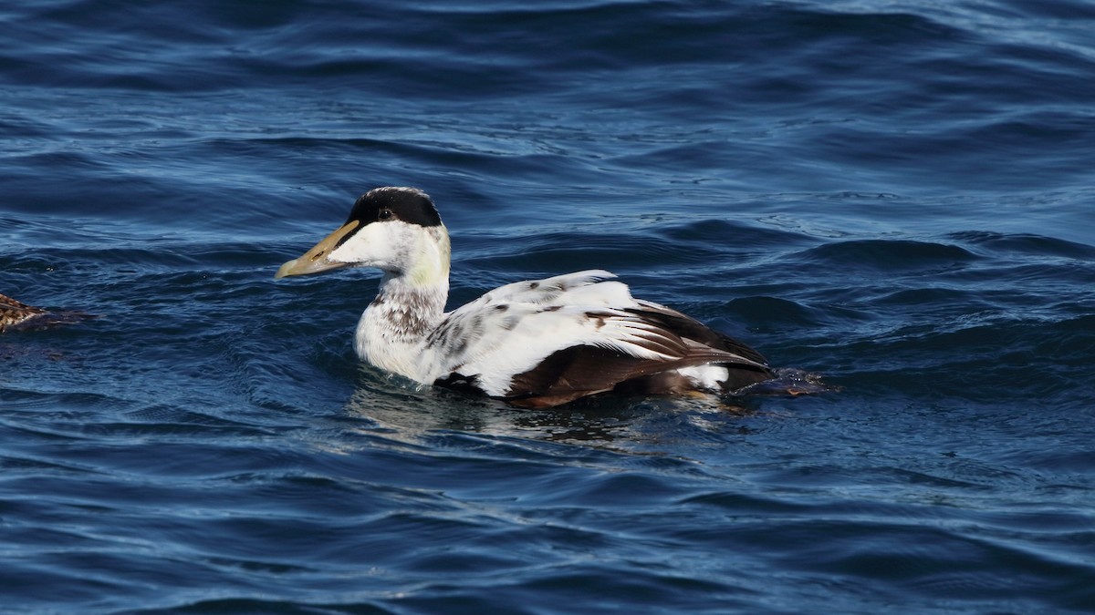 Common Eider - ML403072551