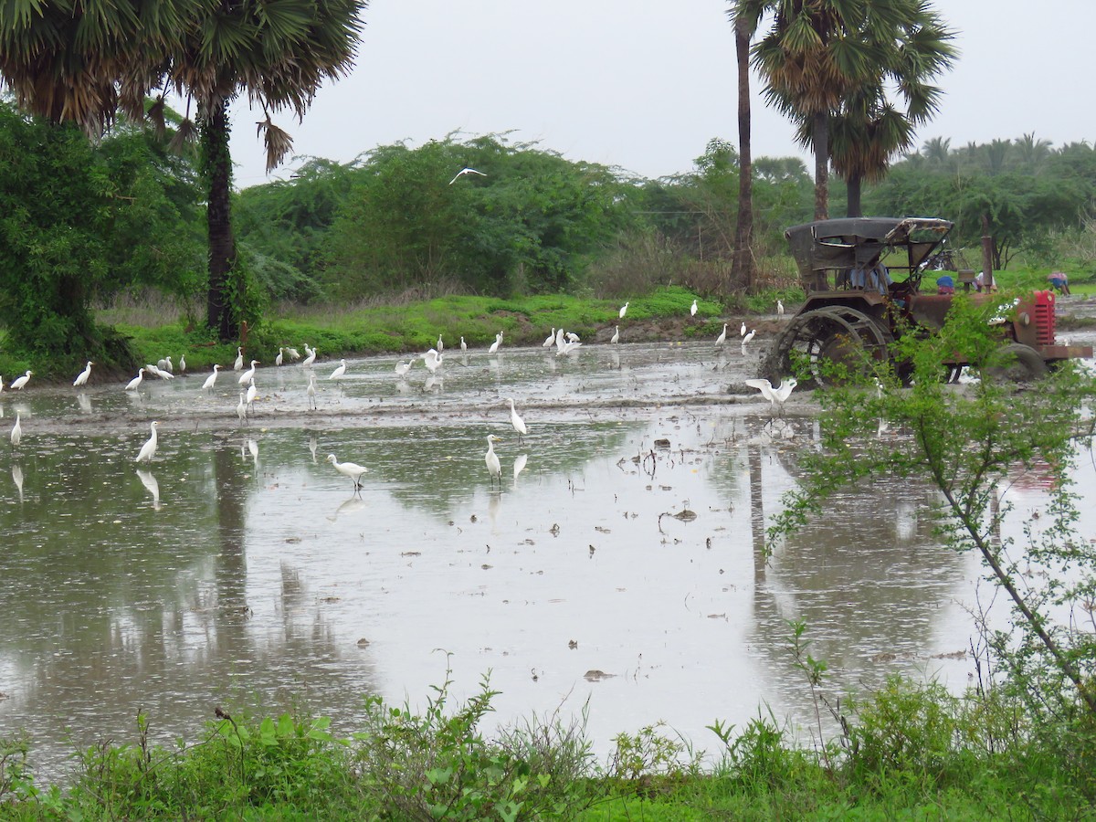 Eastern Cattle Egret - ML40307281