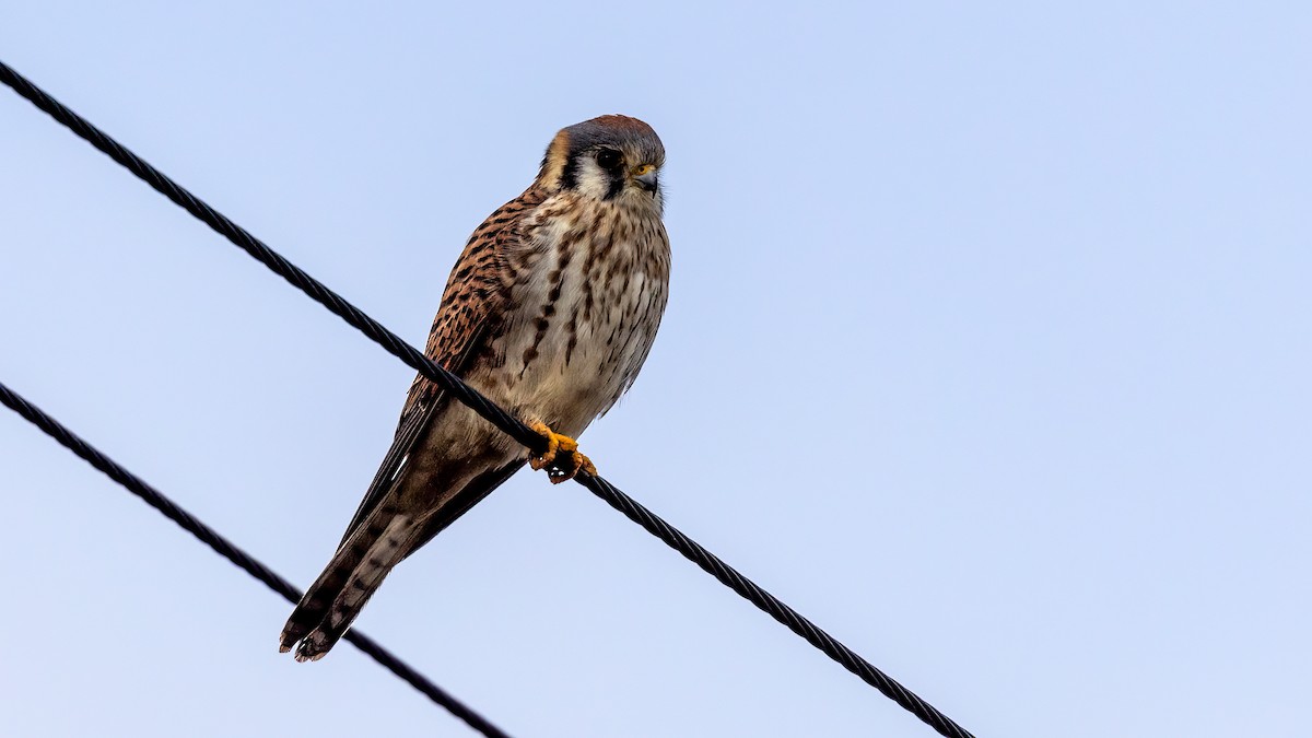 American Kestrel - Jim Gain