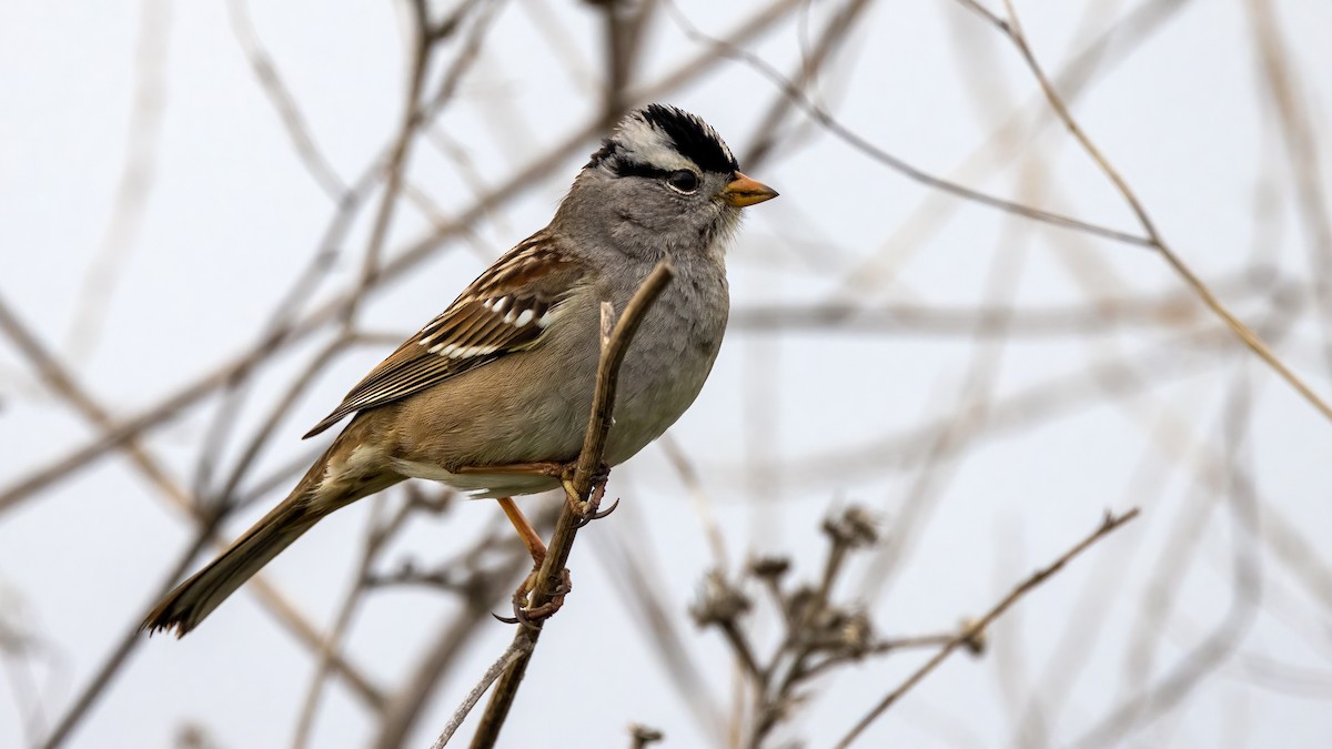 Bruant à couronne blanche - ML403073071