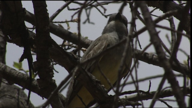 Cassin's Kingbird - ML403074