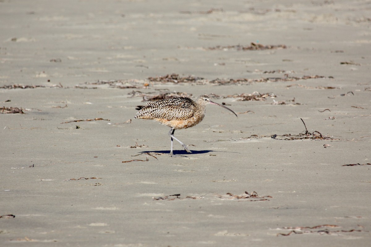 Long-billed Curlew - Kelley Boland