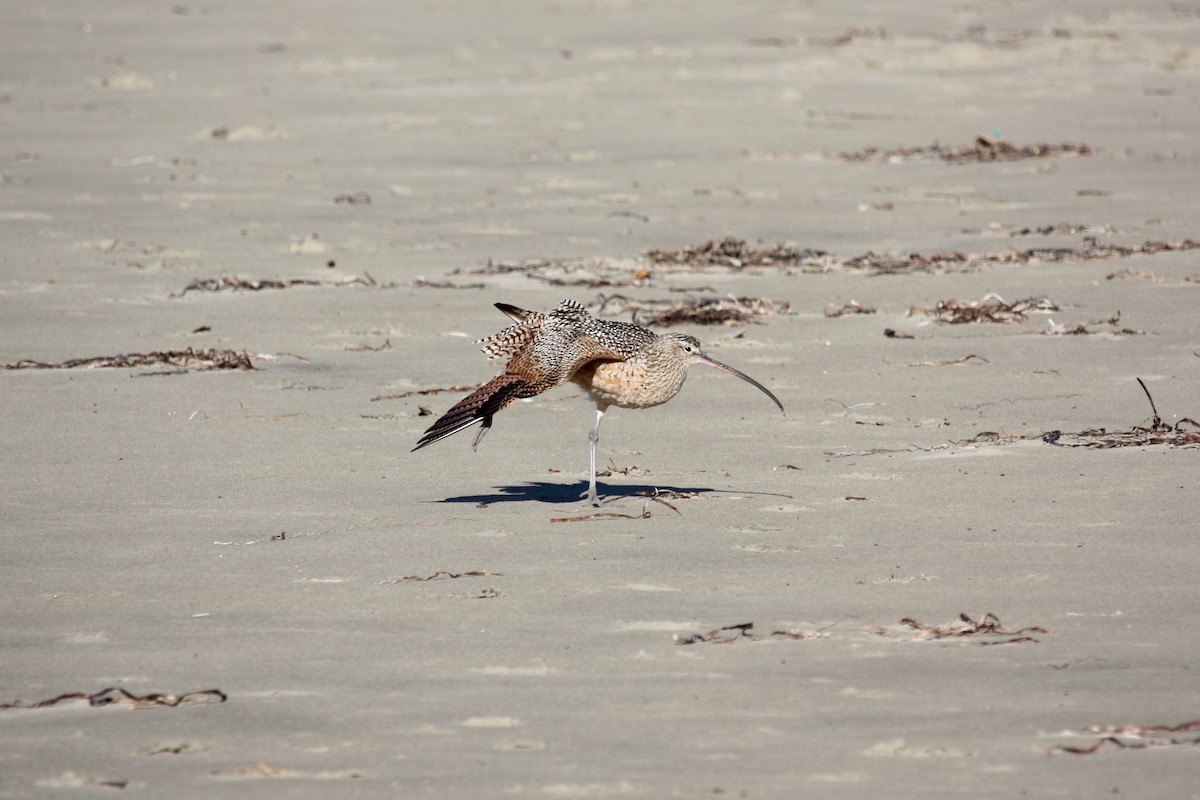 Long-billed Curlew - Kelley Boland