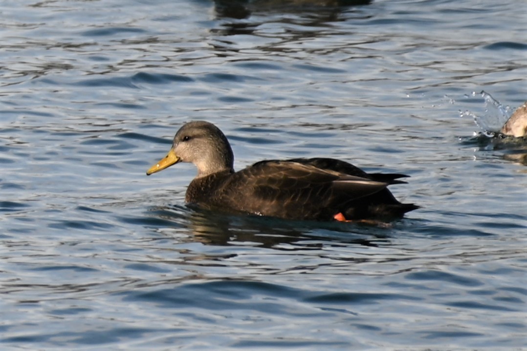 American Black Duck - ML403074511