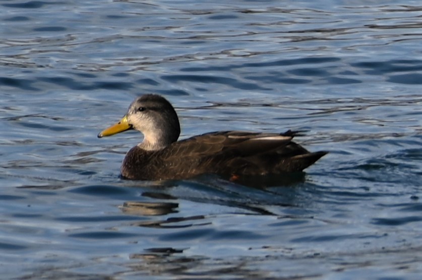 American Black Duck - ML403074521