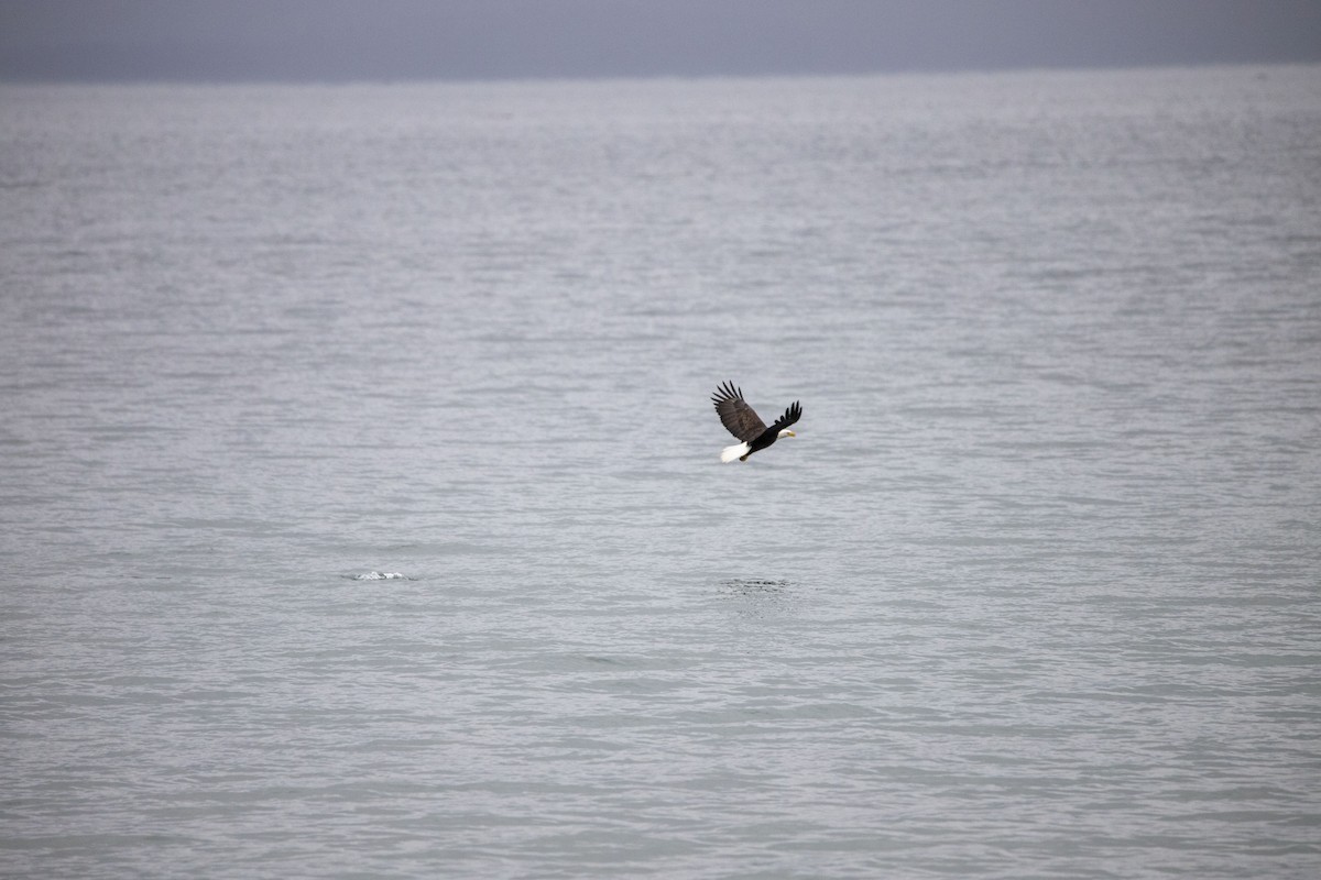 Bald Eagle - ML403076331