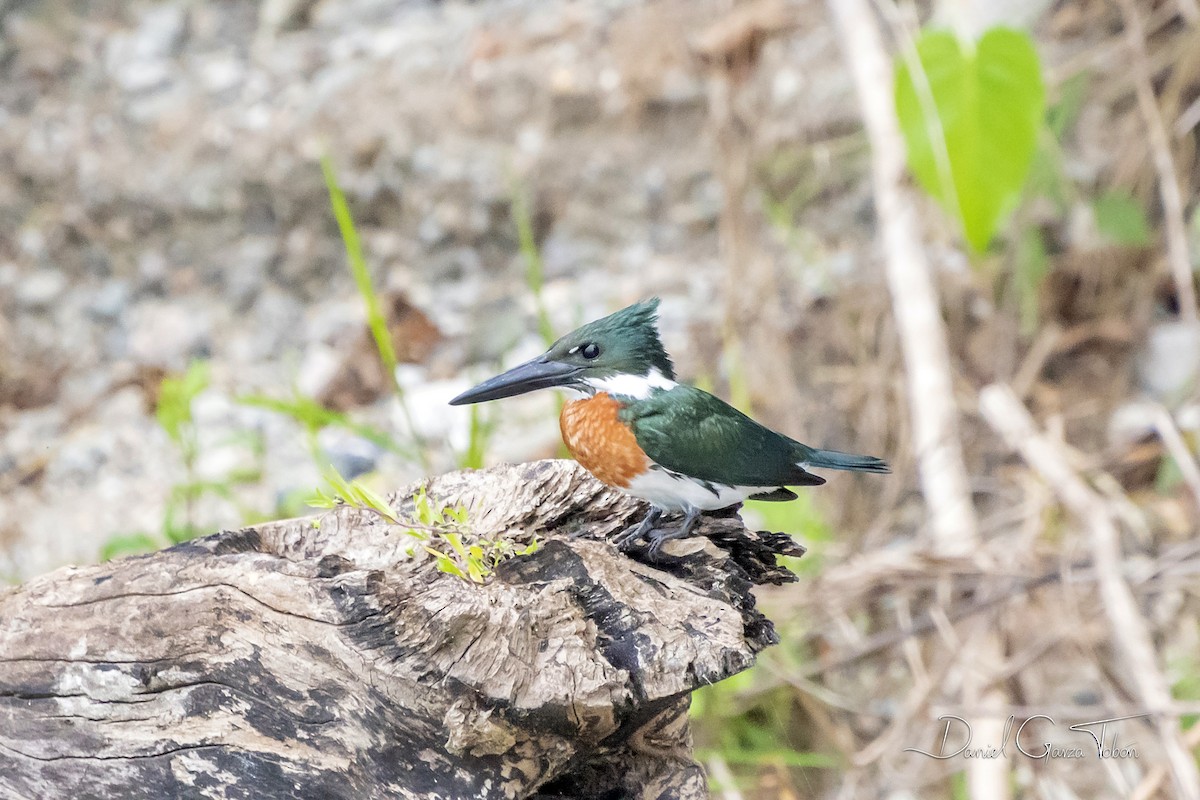 Amazon Kingfisher - Daniel  Garza Tobón