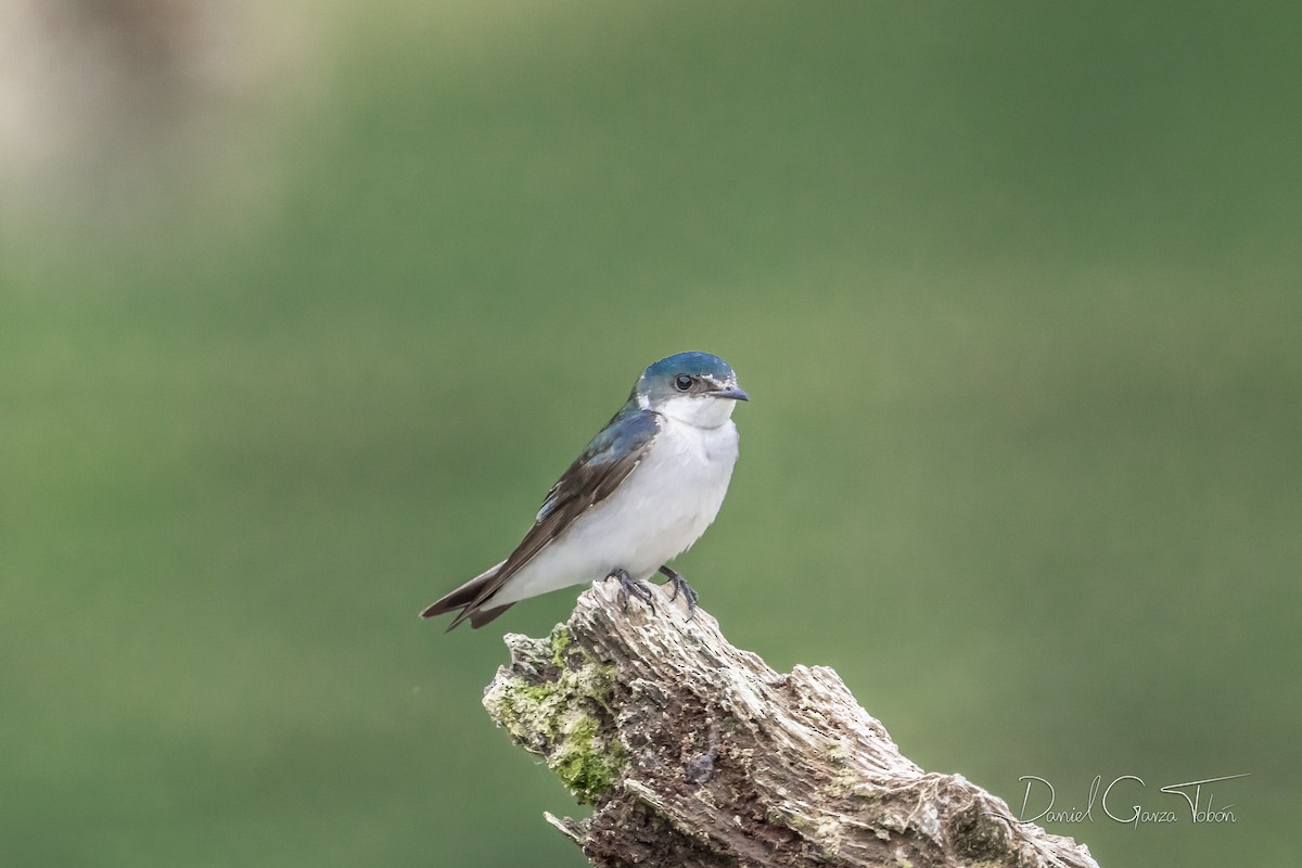 Golondrina de Manglar - ML403078511