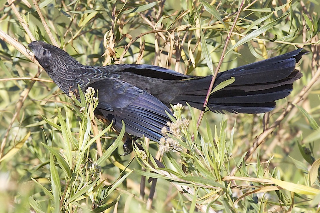 Groove-billed Ani - ML40307911