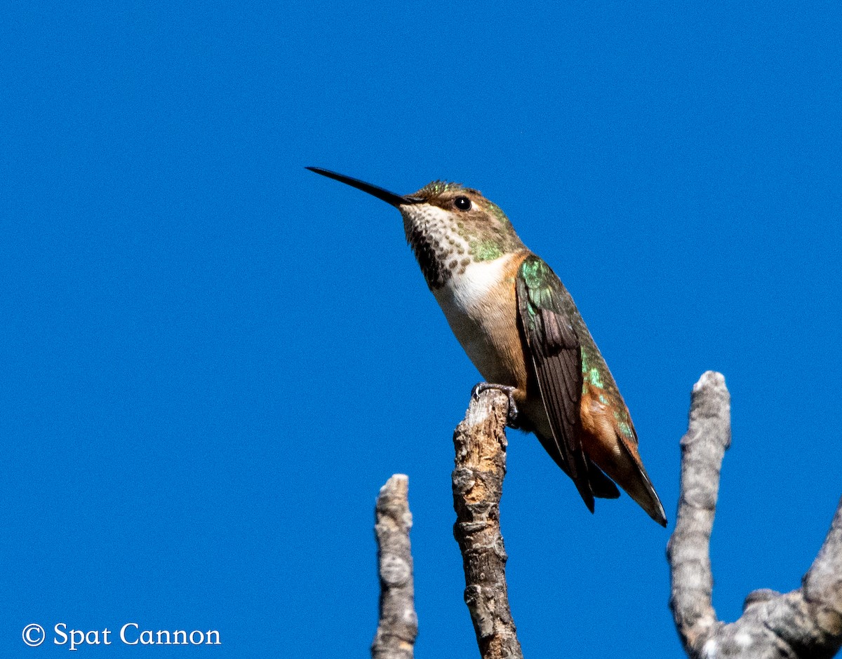 Allen's Hummingbird - ML403081781