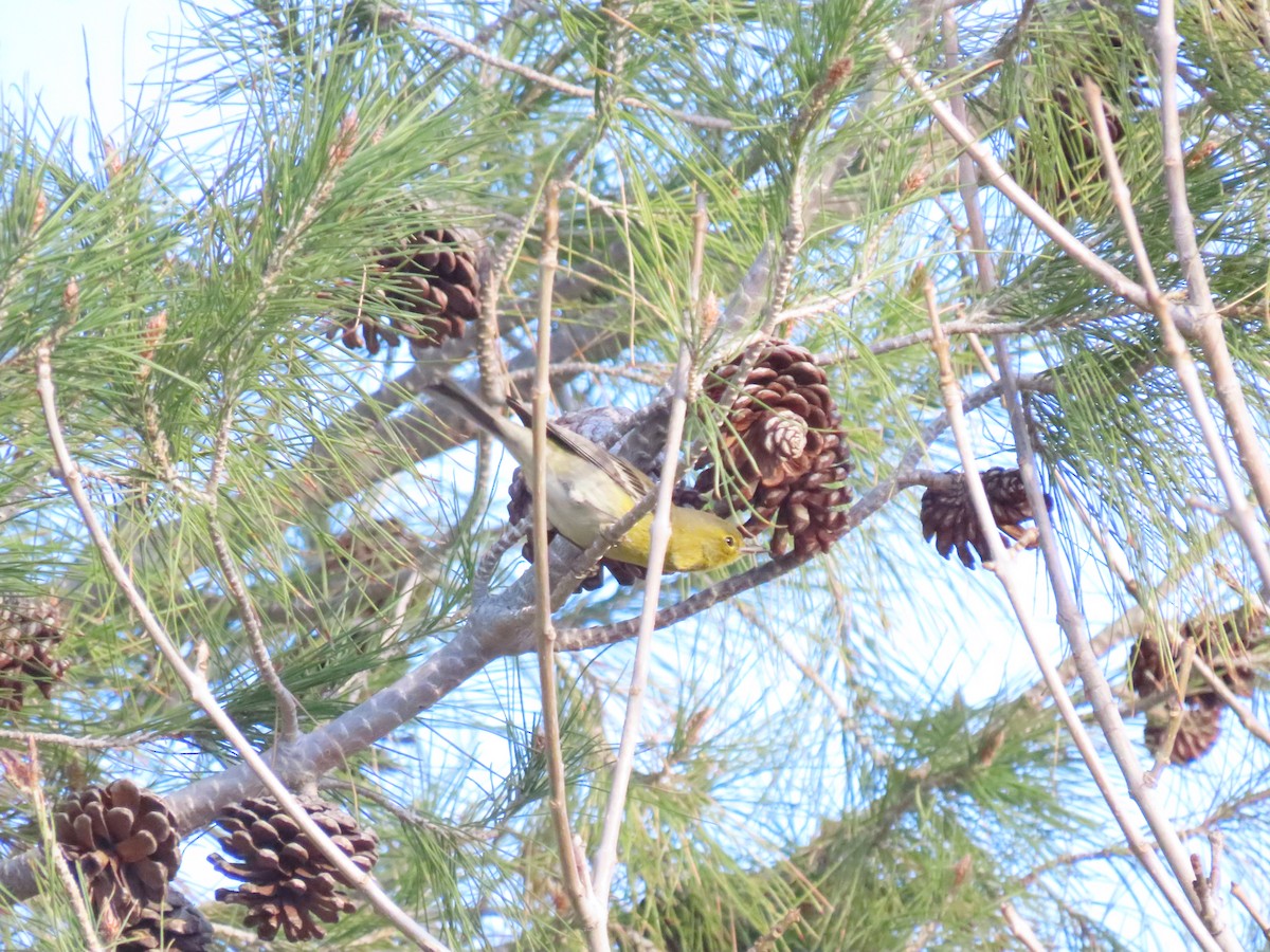 Pine Warbler - ML403082921