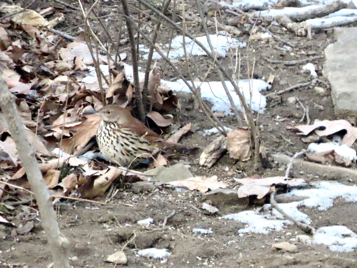 Brown Thrasher - ML403083561