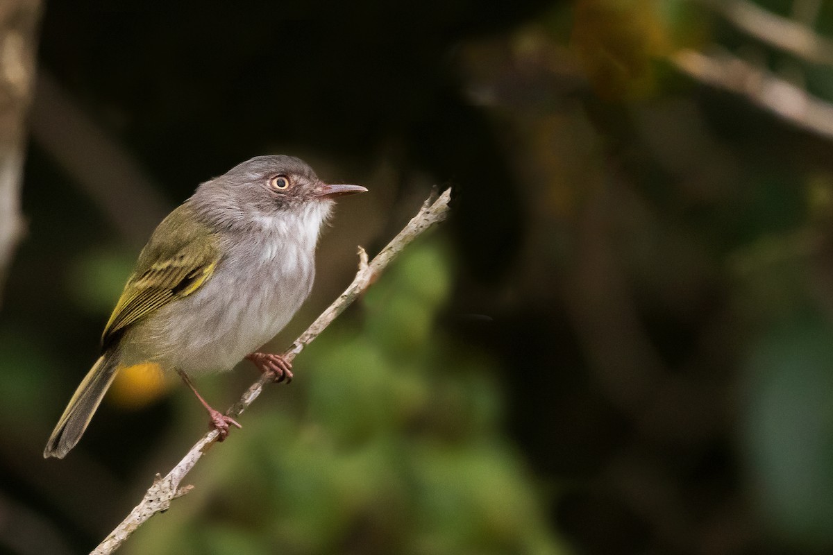 Pearly-vented Tody-Tyrant - ML403083631