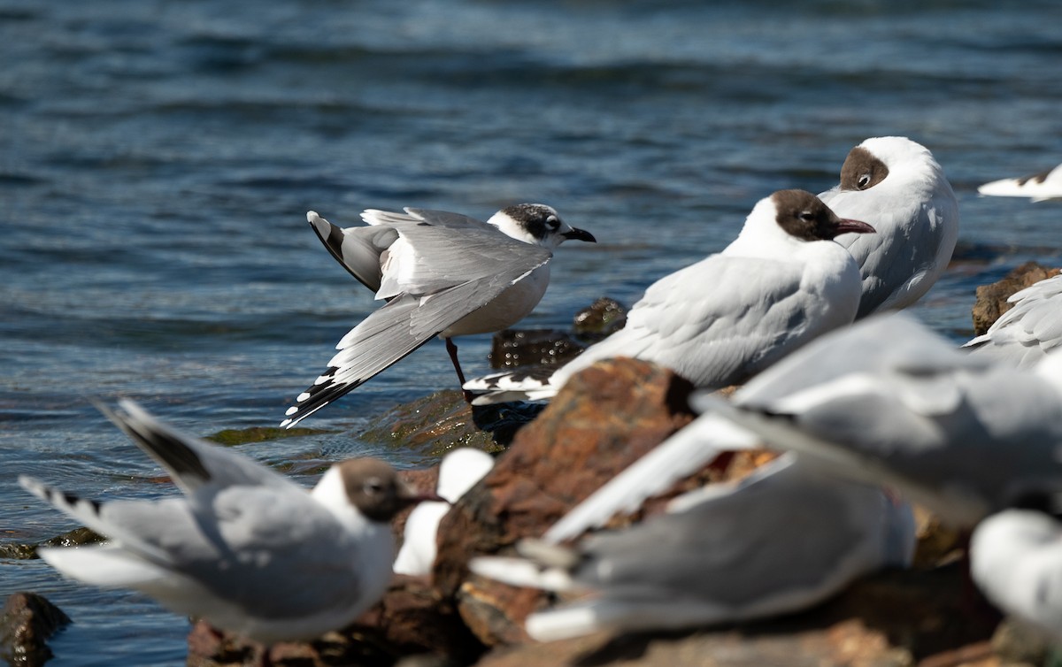 Franklin's Gull - Jorge Lopez Moreno