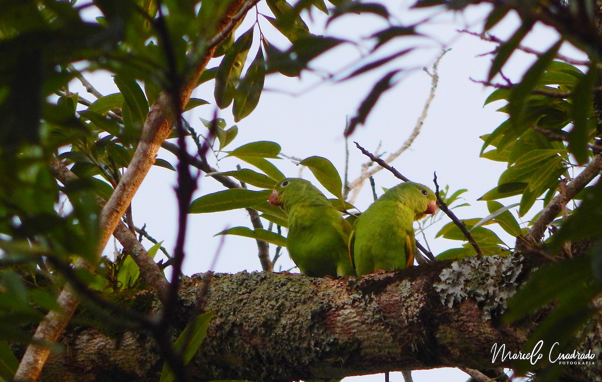 chiririparakitt - ML403084171