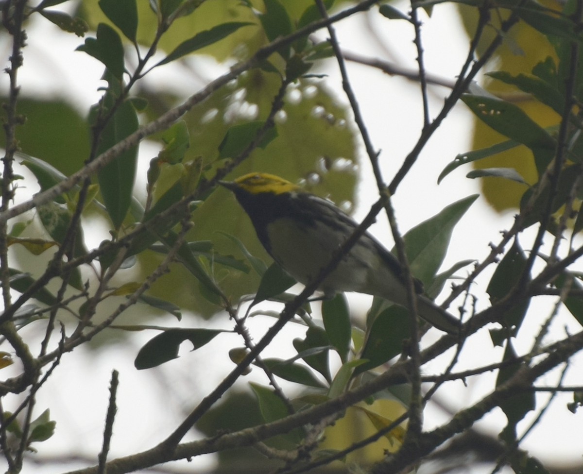 Black-throated Green Warbler - César Sánchez