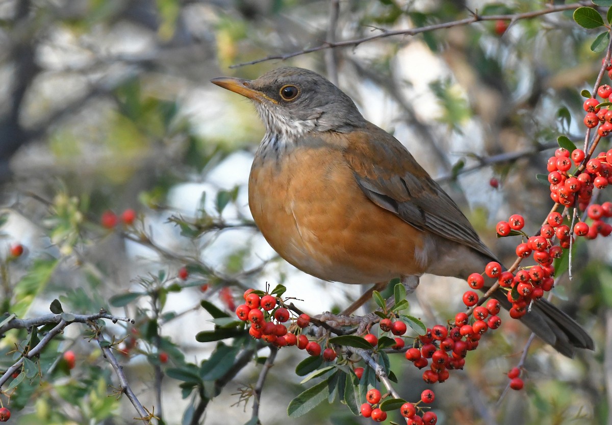 Rufous-backed Robin - ML403085501